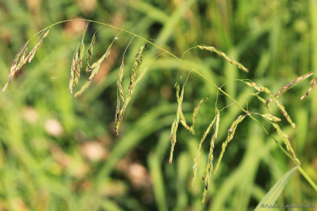 Изображение особи Leersia oryzoides.