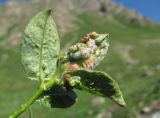 Salix caucasica. Верхушка побега с галлами (вероятно, Rabdophaga terminalis). Кабардино-Балкария, Эльбрусский р-н, долина р. Ирикчат, ок. 2650 м н.у.м., берег р. Ирикчат. 07.07.2020.