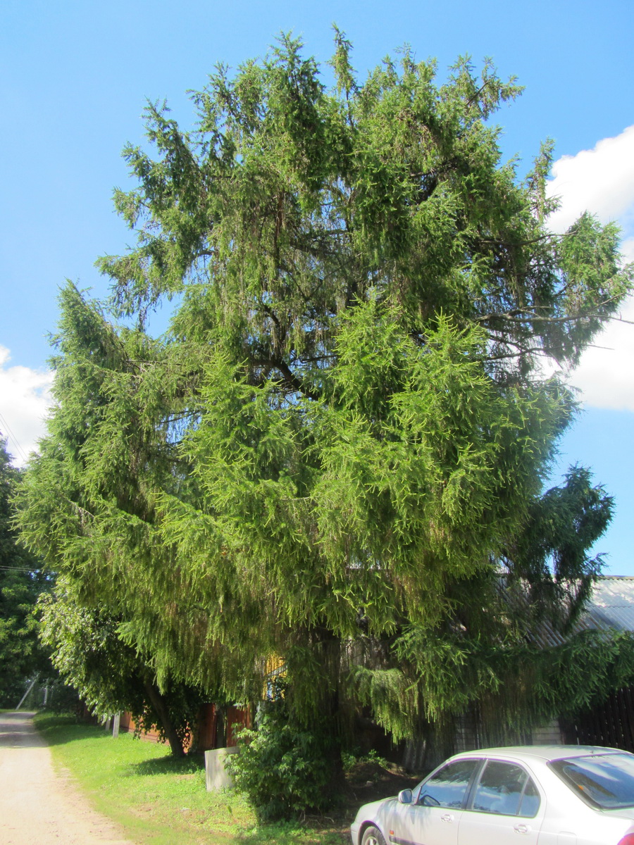 Image of Larix decidua specimen.