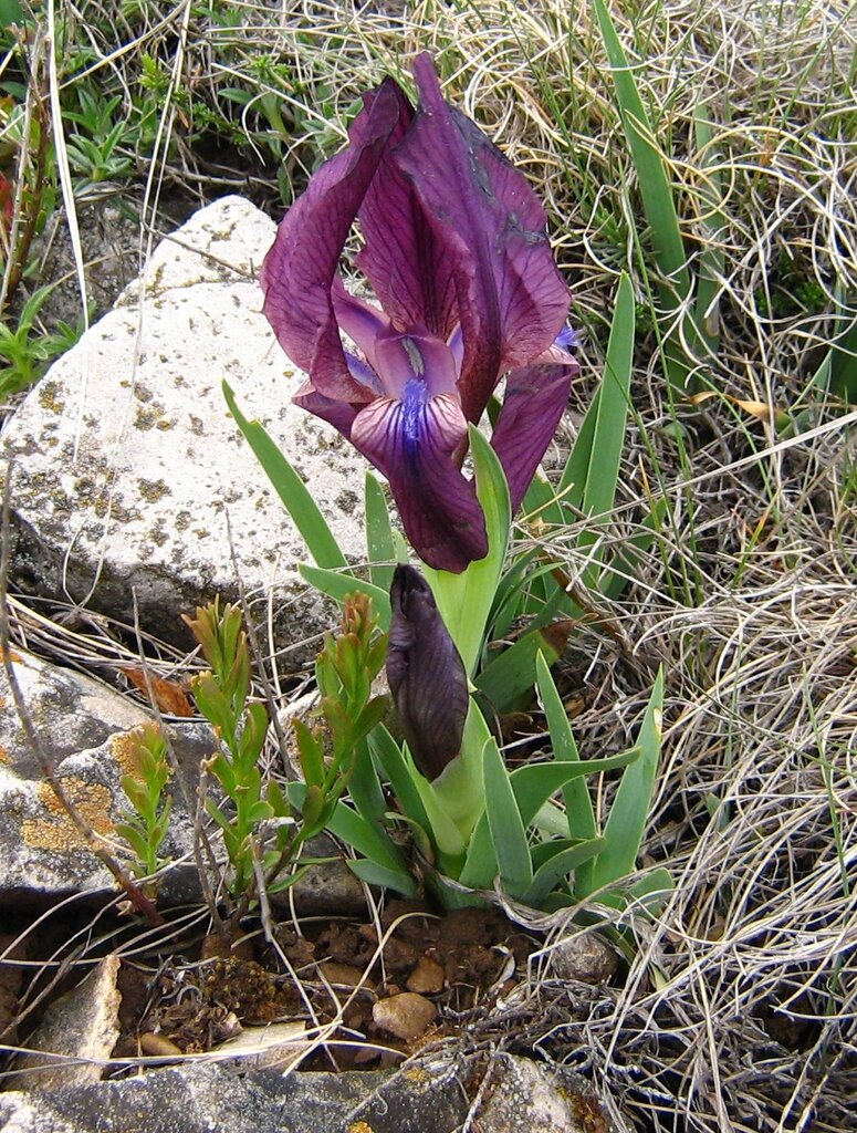 Изображение особи Iris reichenbachii.