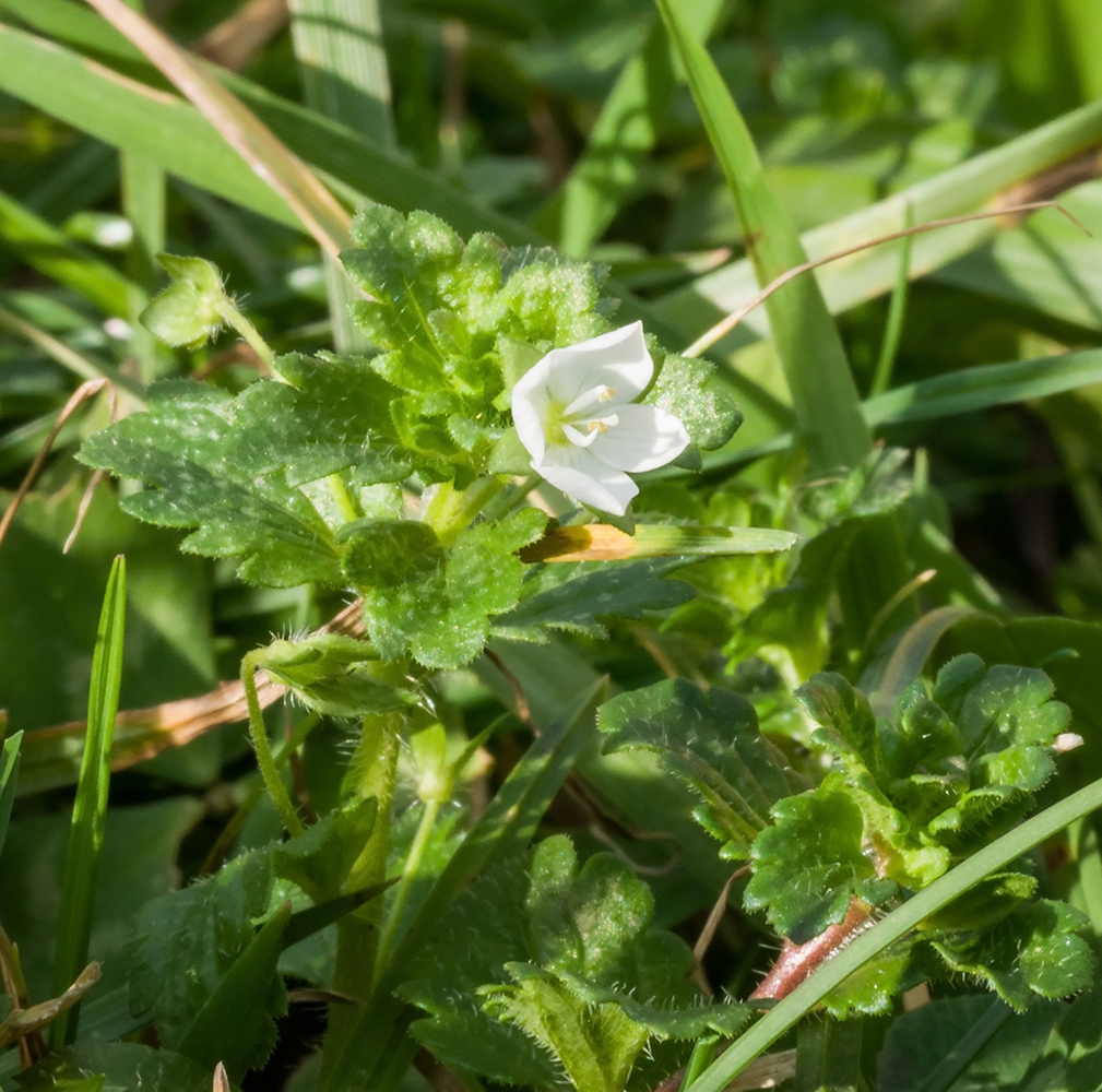 Image of Veronica persica specimen.