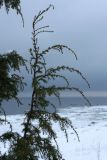 Juniperus communis. Ветвь. Ленинградская обл., Ломоносовский р-н, окр. Шепелёвского маяка; п-ов Каравалдай, побережье Финского залива, верхняя часть песчаного берегового вала. 31.01.2021.
