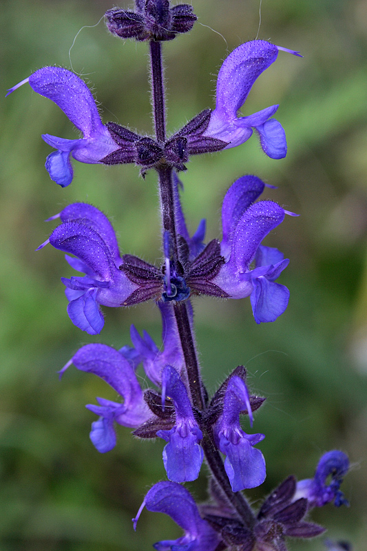 Image of Salvia stepposa specimen.