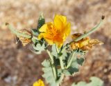 Glaucium flavum