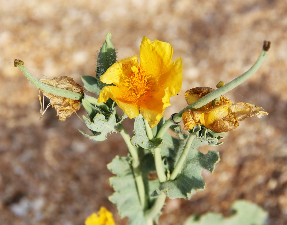 Изображение особи Glaucium flavum.