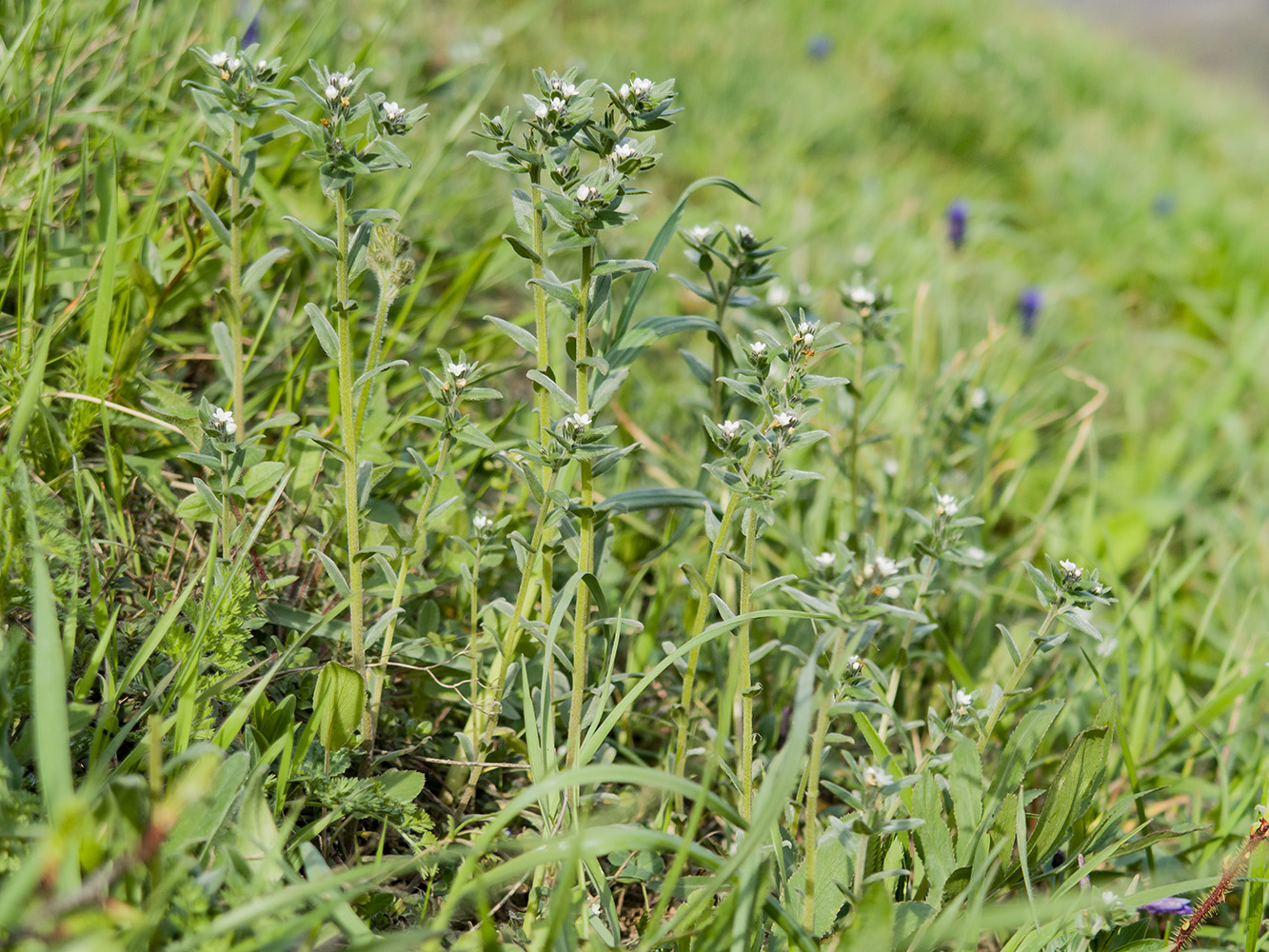Изображение особи Buglossoides arvensis.