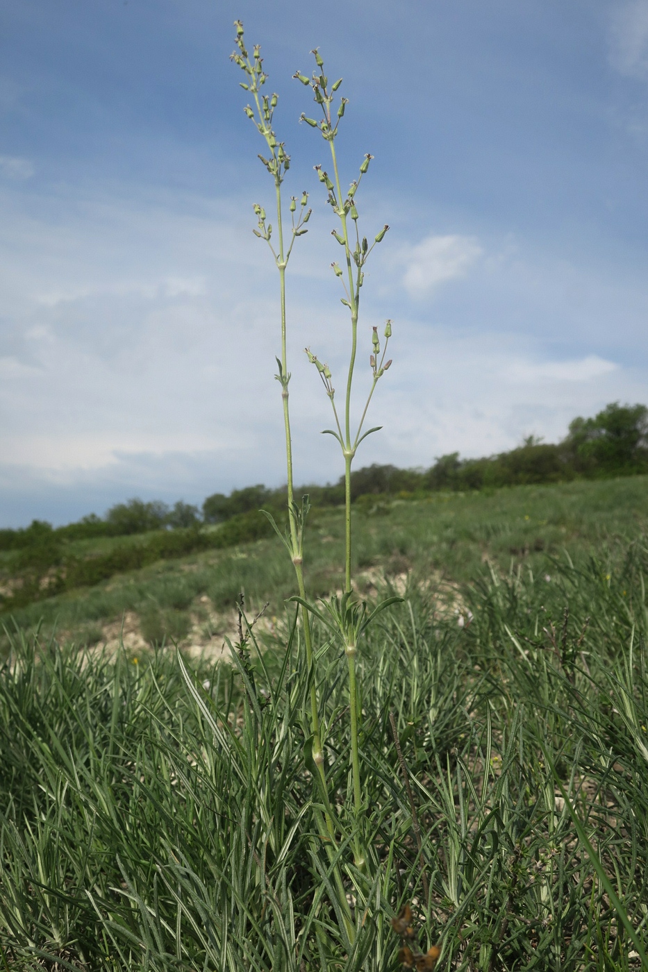 Изображение особи Silene graniticola.