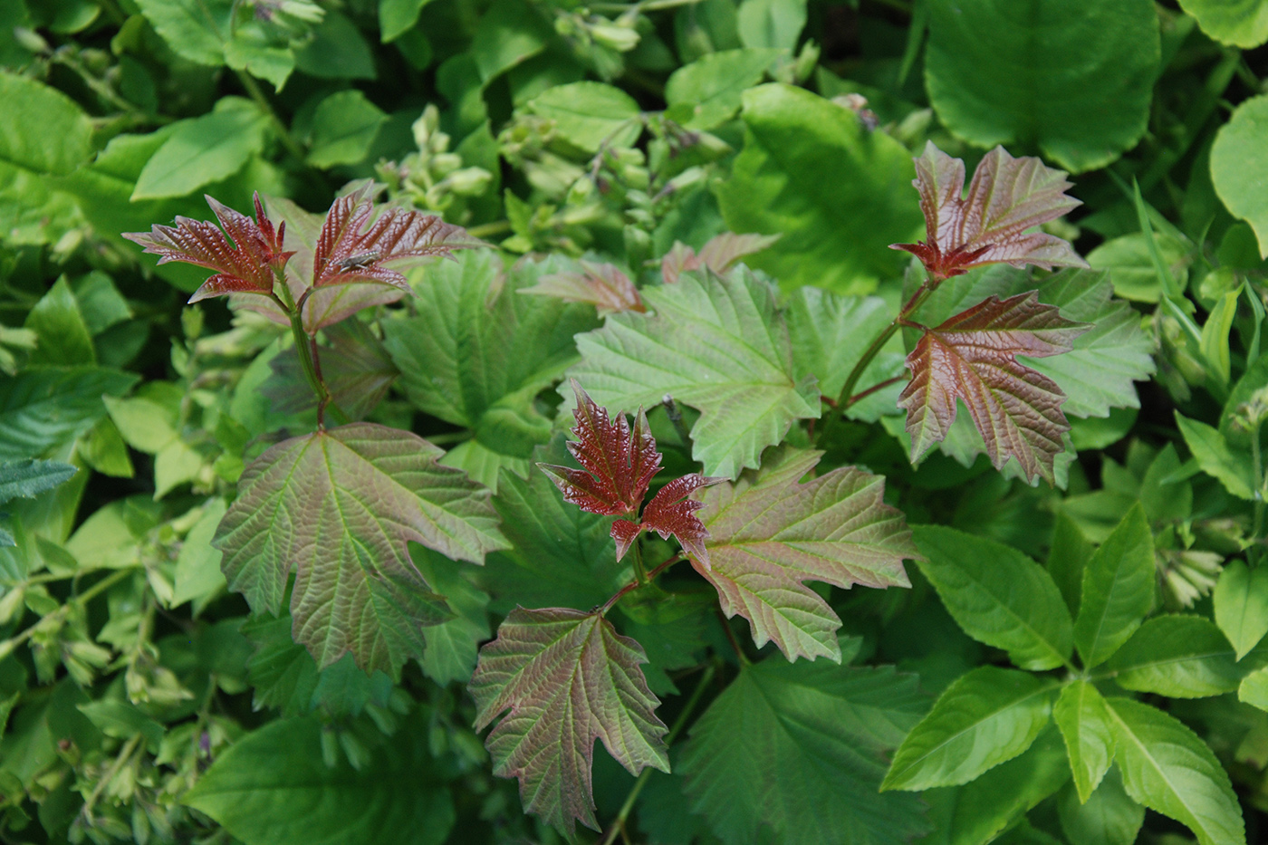 Image of Viburnum opulus specimen.