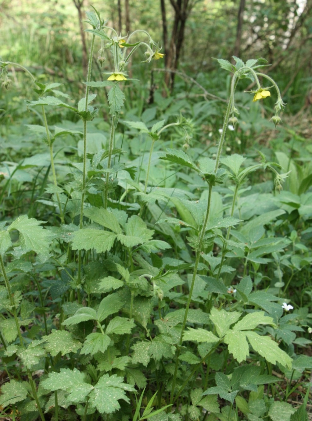 Изображение особи Geum × intermedium.