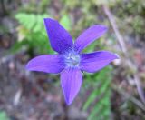 Campanula abietina