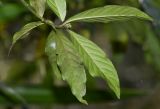 genus Psychotria. Верхушка побега (вид на абаксиальную поверхность листьев). Перу, регион Куско, провинция Урубамба, окр. пос. Machupicchu, ботанический сад \"Jardines de Mandor\". 20.10.2019.