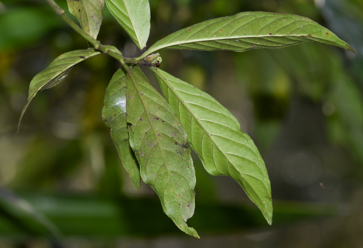 Image of genus Psychotria specimen.