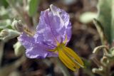 Solanum elaeagnifolium