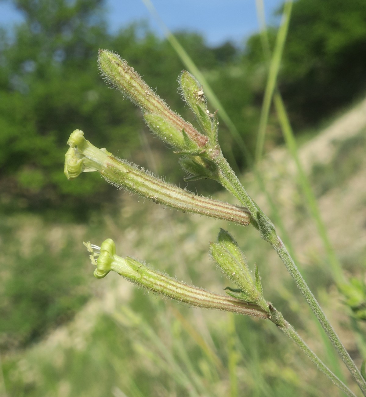 Image of Silene supina specimen.