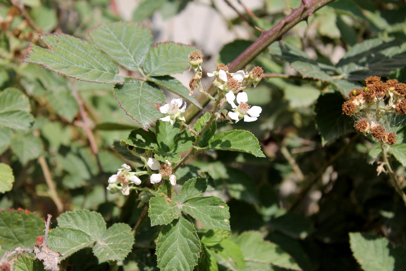 Изображение особи род Rubus.