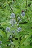 Eryngium planum