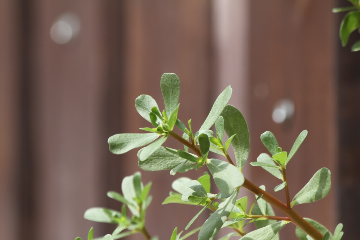 Изображение особи Portulaca oleracea.