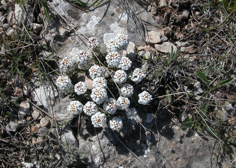 Image of Iberis simplex specimen.