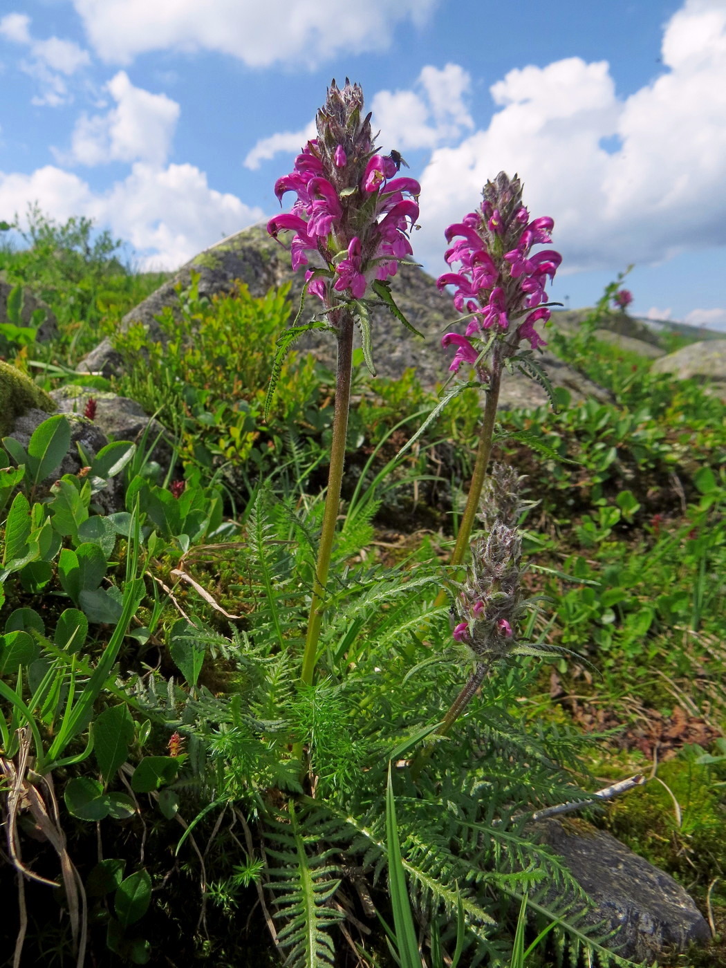 Image of Pedicularis interioroides specimen.