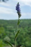 Veronica spicata. Верхушка цветущего побега. Свердловская обл., Красноуфимский округ, Усть-Машский сельский совет, окр. дер. Русский Усть-Маш, вершина прибрежного скальника, под соснами во мху. 13 июня 2021 г.