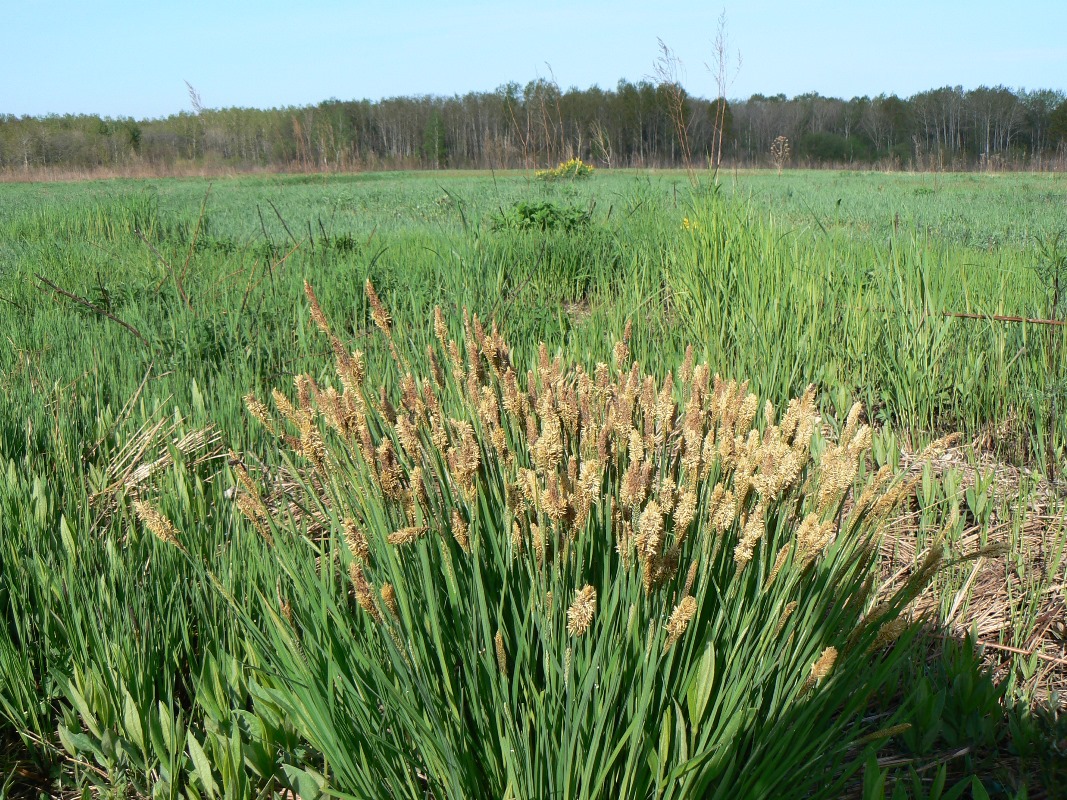 Изображение особи род Carex.