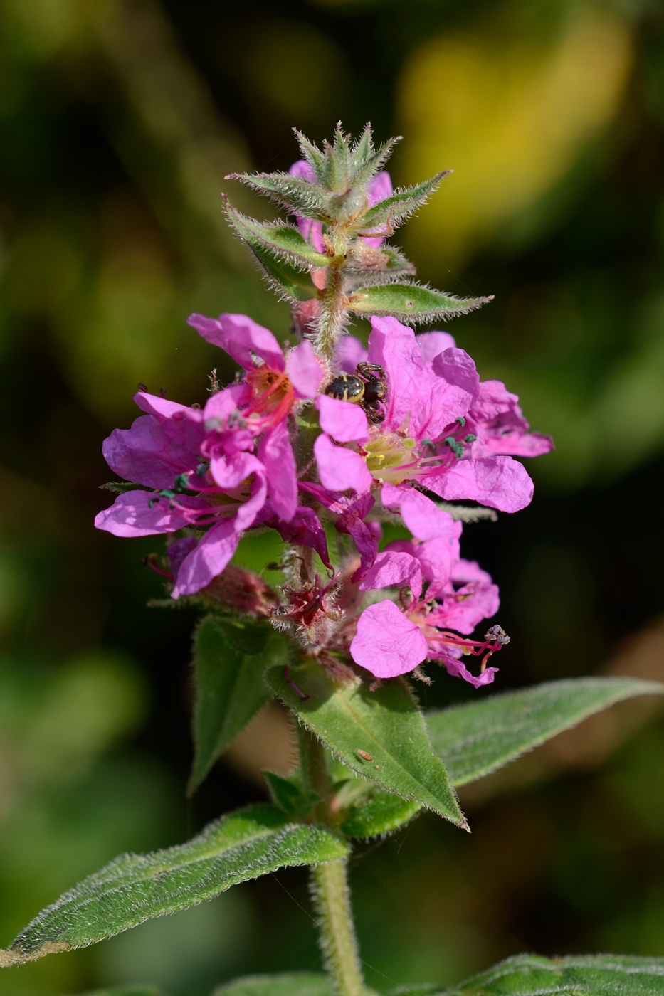 Изображение особи Lythrum tomentosum.