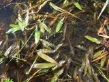 Potamogeton alpinus. Подводные и плавающие листья плодоносящего растения. Магаданская обл., Ольский р-н, Клепкинская трасса, бассейн р. Танон, Танонская тундра, небольшое озеро. 21.08.2021.