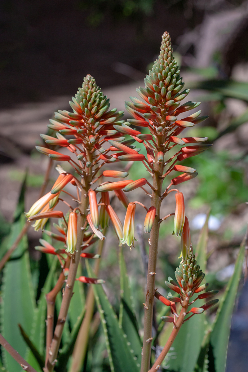 Image of genus Aloe specimen.