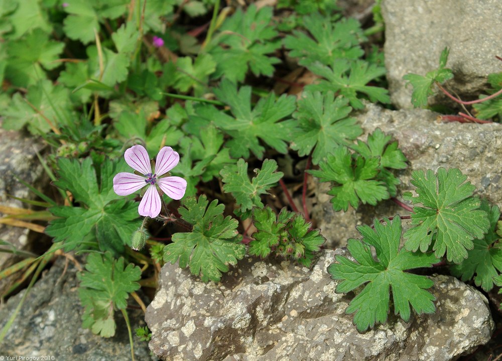 Изображение особи Geranium albanum.