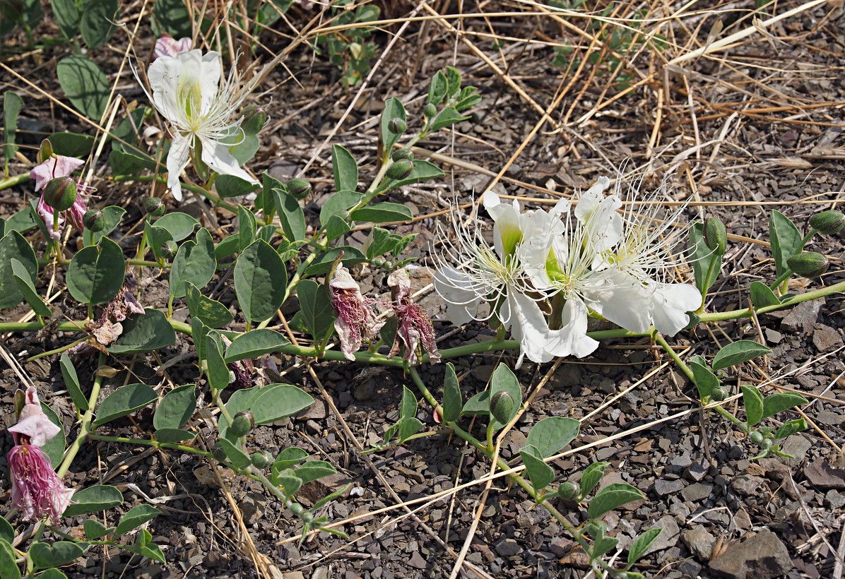 Изображение особи Capparis herbacea.