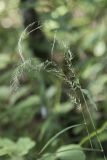 Muhlenbergia huegelii