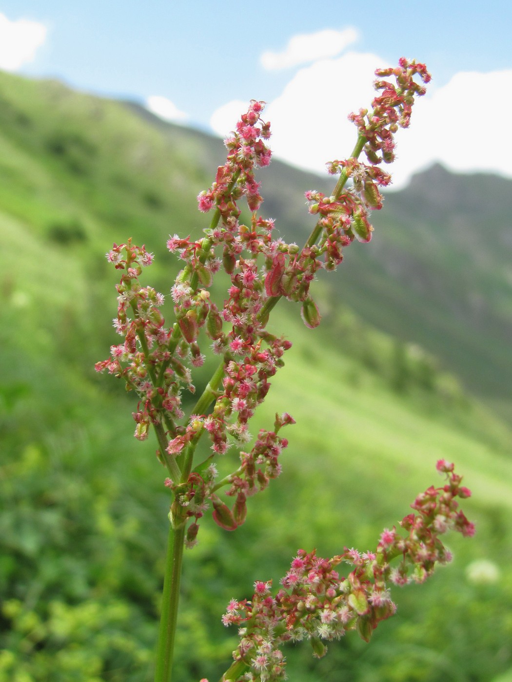 Image of Rumex arifolius specimen.