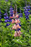 Lupinus pilosus. Соцветие. Израиль, г. Тель-Авив, парк Ариэля Шарона, в поле. 20.02.2022.