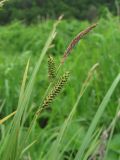 Carex cespitosa