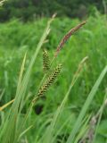 Carex cespitosa. Верхушка побега с колосками. Северная Осетия, Пригородный р-н, хр. Хошхаранраг, ок. 1500 м н.у.м., сырое место. 14.06.2021.