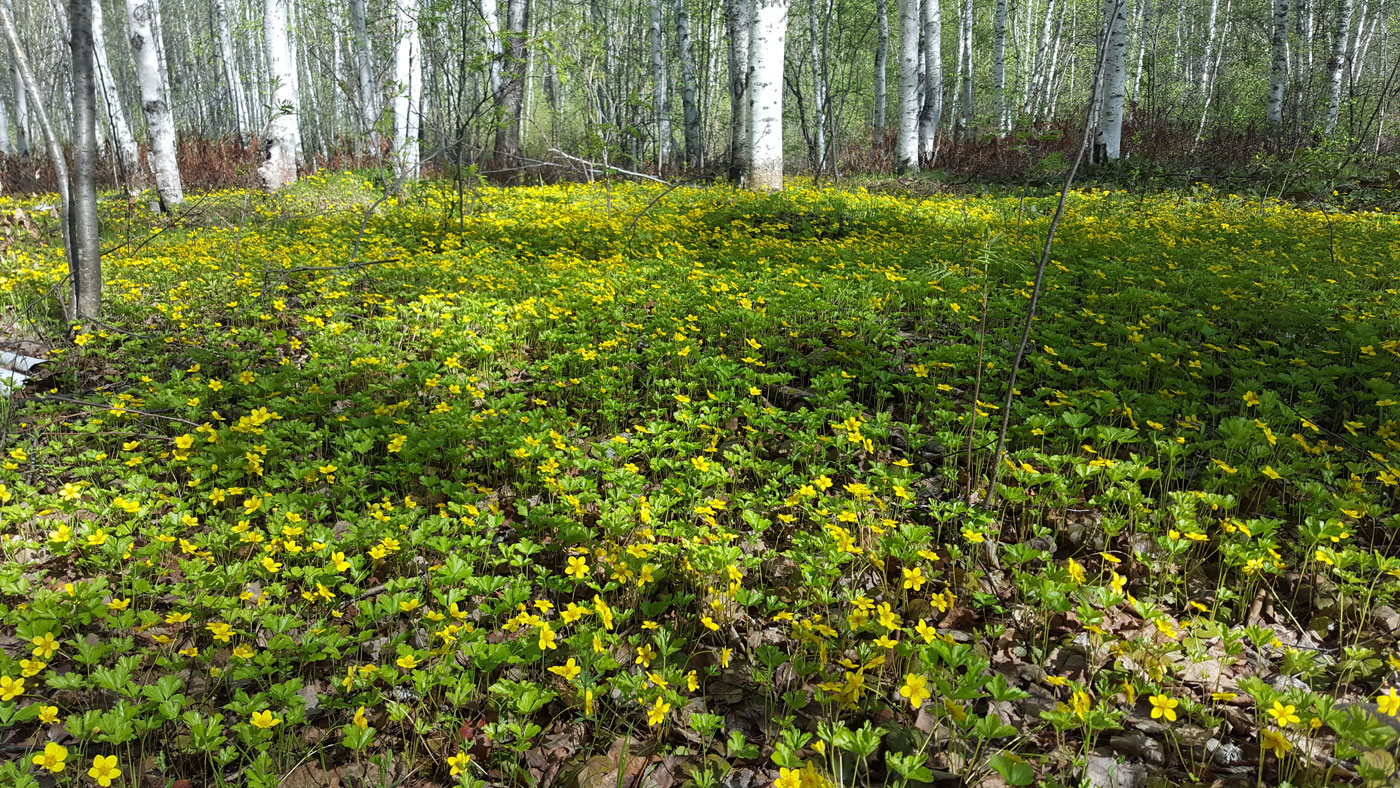 Изображение особи Waldsteinia ternata ssp. maximowicziana.