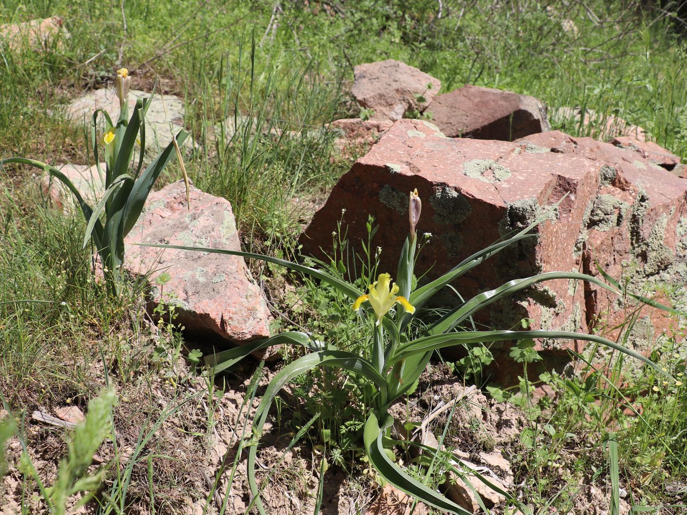 Image of Juno orchioides specimen.