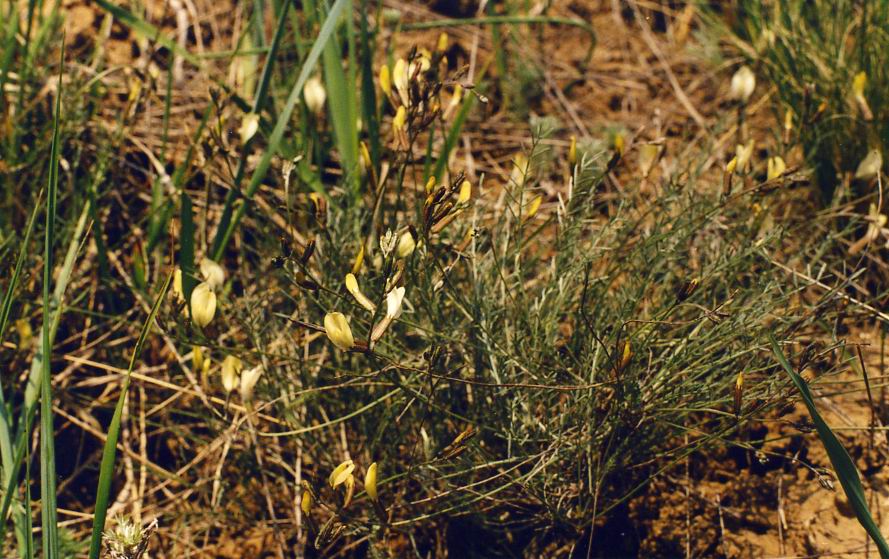 Изображение особи Astragalus ucrainicus.