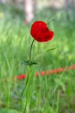 Anemone coronaria. Верхушка побега с цветком. Израиль, лес Бен-Шемен. 05.03.2022.
