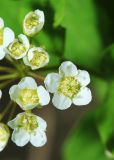 Spiraea turczaninowii. Цветки. Приморский край, Октябрьский р-н, окр. с. Чернятино, долина р. Раздольная на левом берегу, скалисто-осыпной южный склон. 17.05.2022.