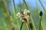 Plantago lanceolata. Соцветие. Калужская обл., Боровский р-н, окр. дер. Федорино, берег р. Межиха, влажноватый луг. 7 июня 2022 г.