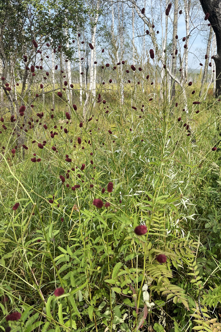 Изображение особи Sanguisorba officinalis.