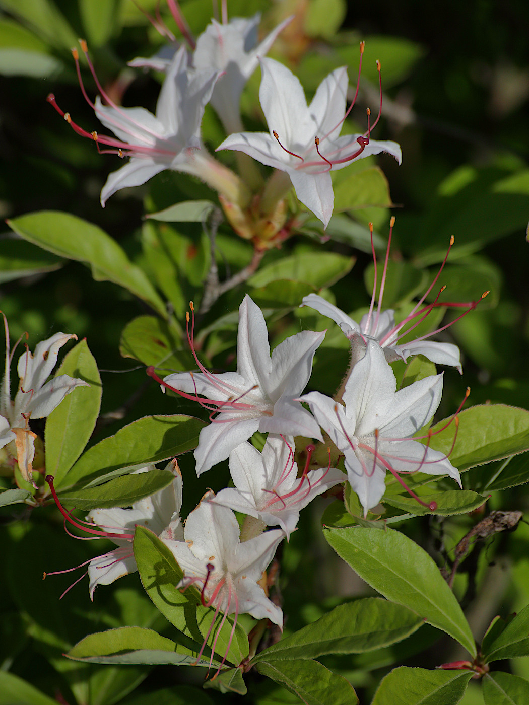 Image of Rhododendron arborescens specimen.