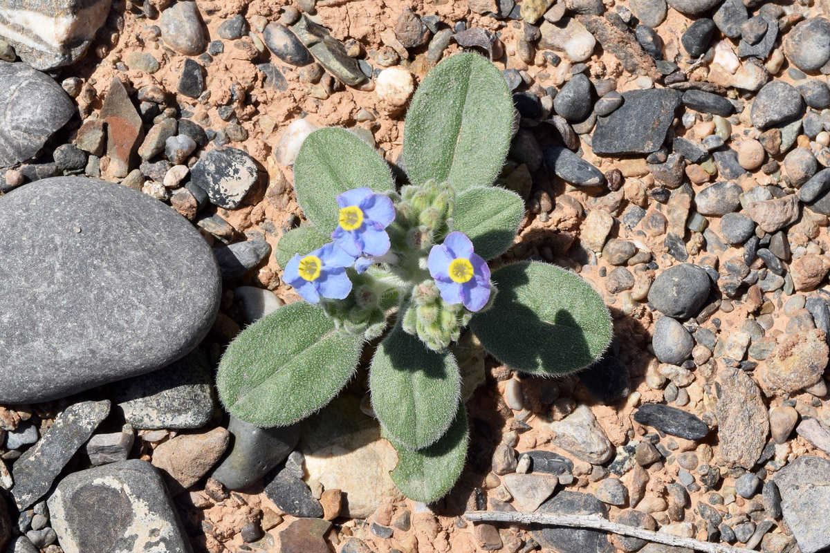 Изображение особи Arnebia obovata.