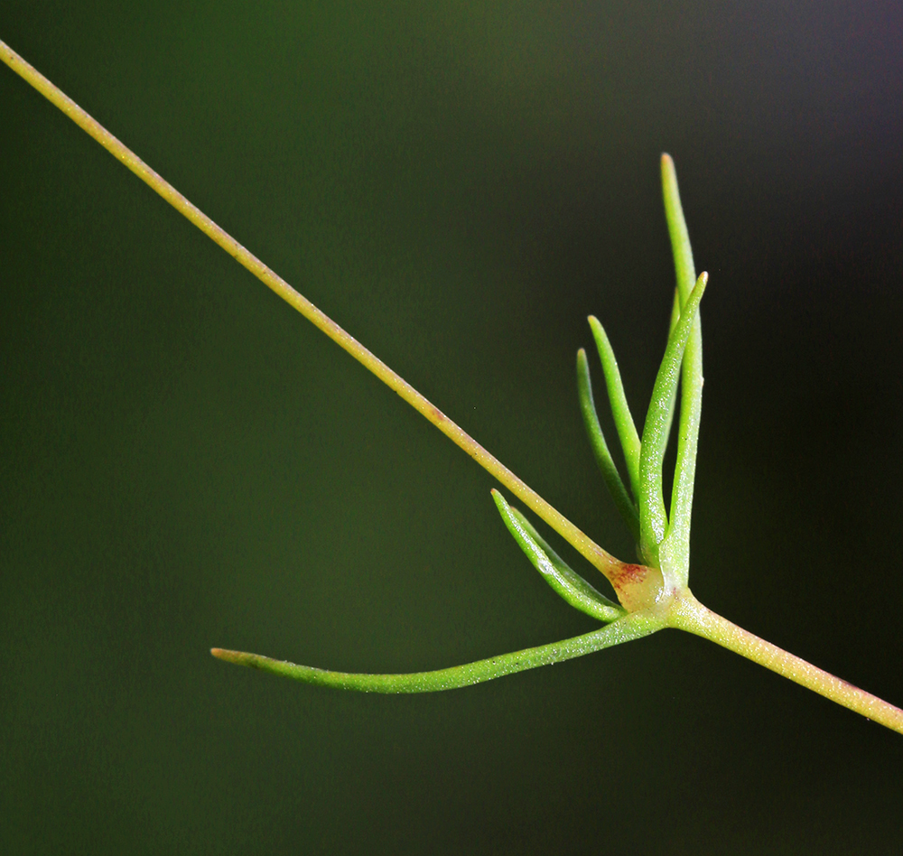 Image of Minuartia gracilipes specimen.