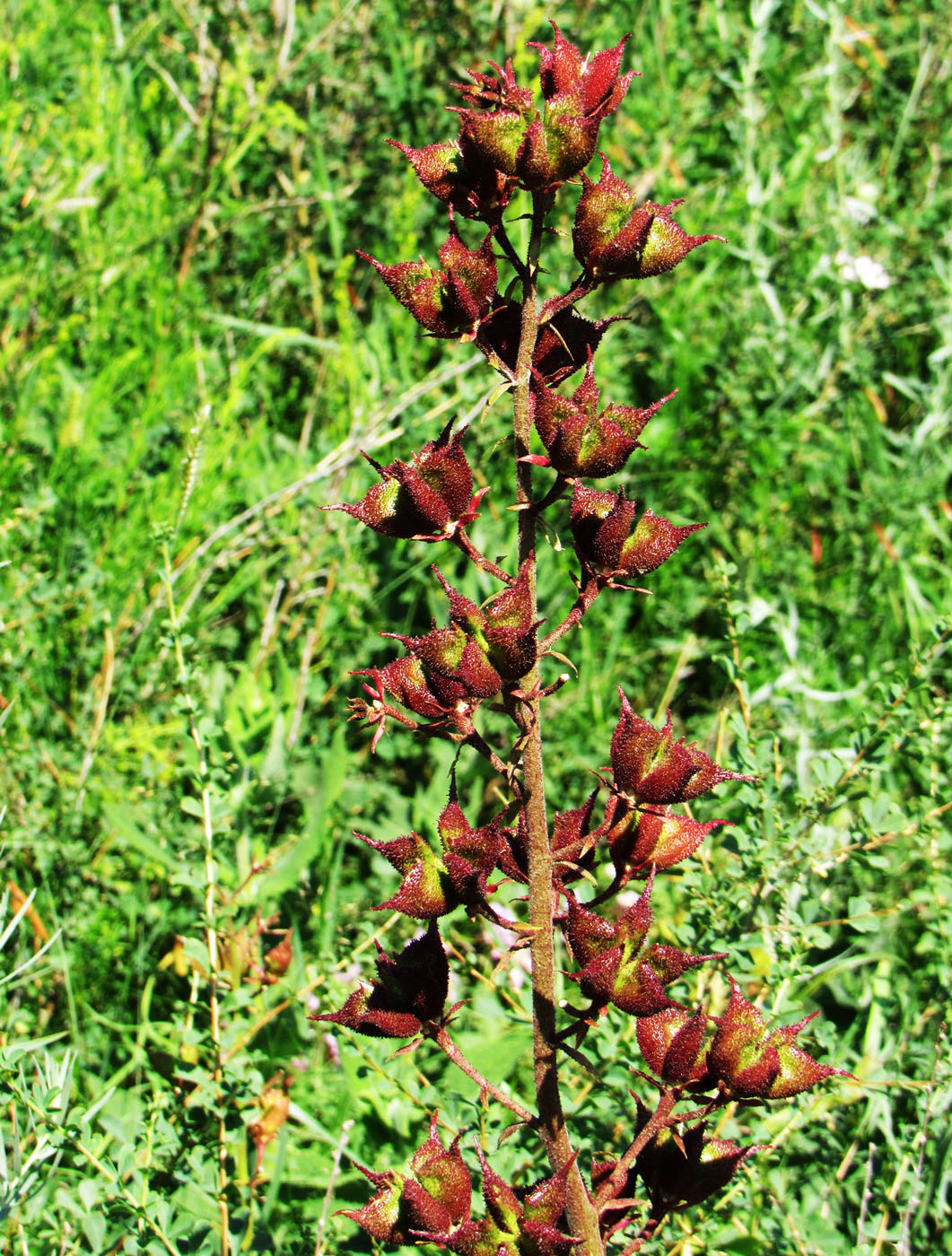 Image of Dictamnus angustifolius specimen.