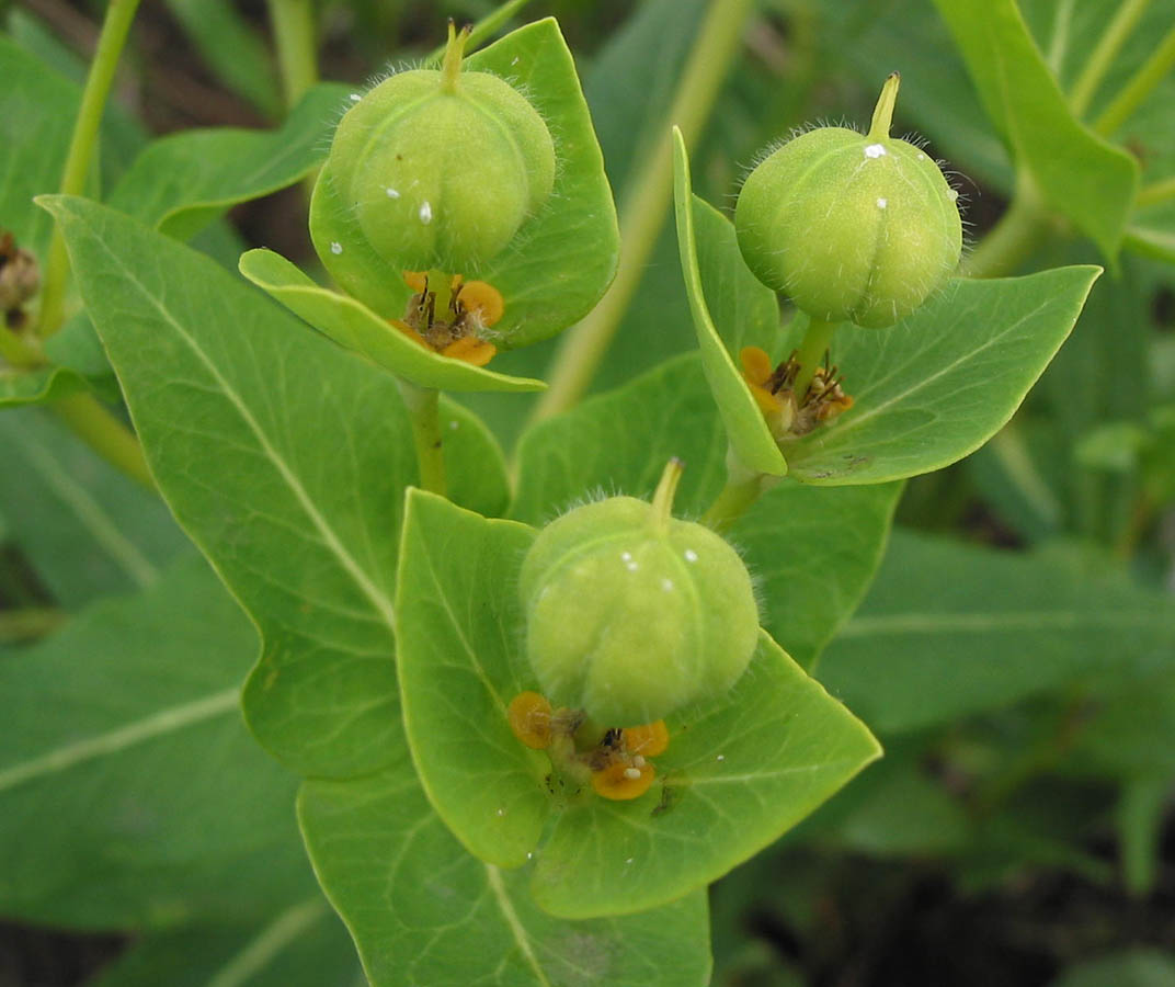 Изображение особи Euphorbia fischeriana.