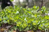 Cotinus coggygria