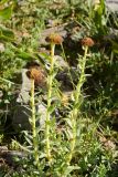 Rhodiola heterodonta