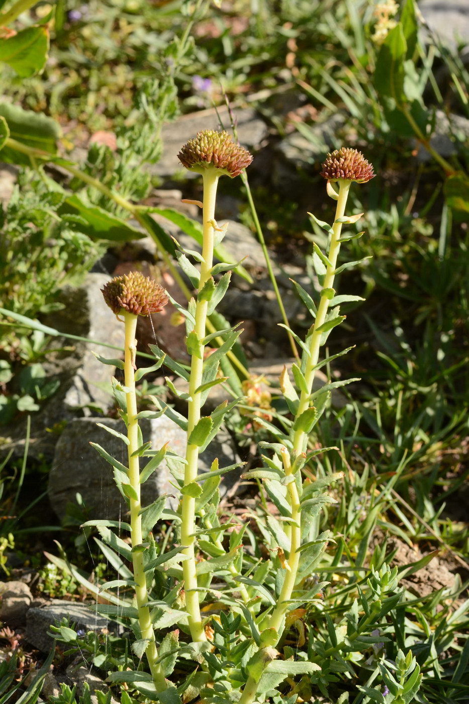 Изображение особи Rhodiola heterodonta.